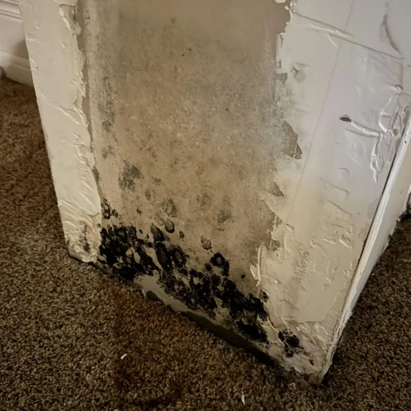 Professional Mold Removal in Parsons, WV